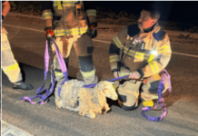 Shaun the sheep rescued