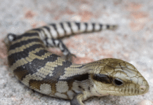 $12,000 fine for reptile cruelty liazrd