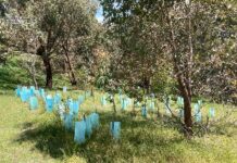 Support provided through Whittlesea Council’s Community Grants