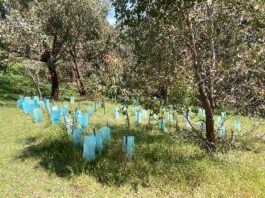 Support provided through Whittlesea Council’s Community Grants