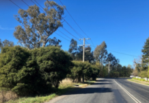 Tree Planting on Whatton Place and Miller Street, Yea