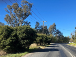 Tree Planting on Whatton Place and Miller Street, Yea