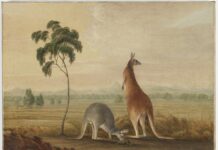 July 14, 1770: The first European sighting of a kangaroo is recorded kangaroos