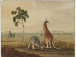 kangaroos