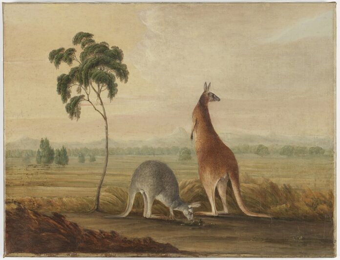 kangaroos