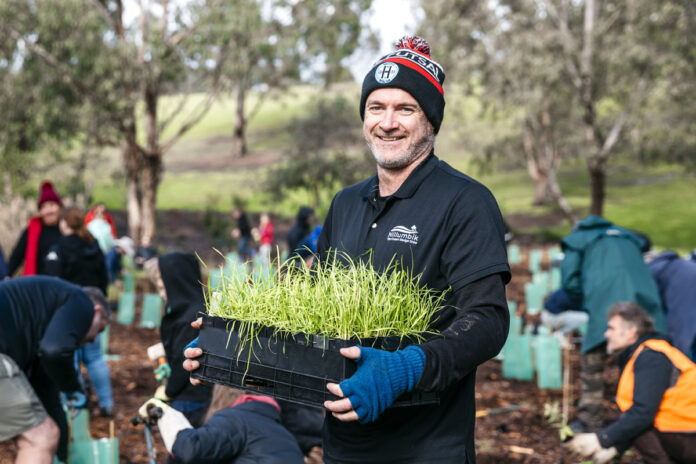 nillumbik tress planting
