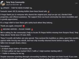 26 missing heifers from Terip found