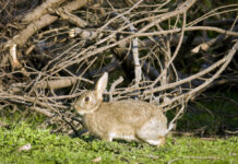 Chemical-free rabbit control operation underway rabbit