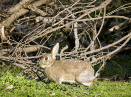 Chemical-free rabbit control operation underway rabbit