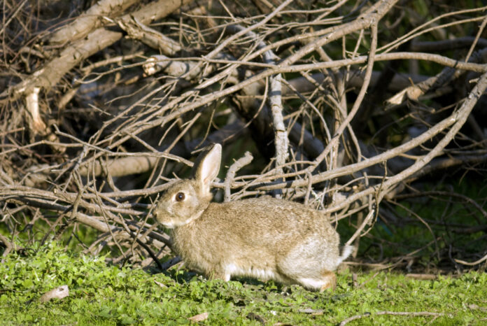 rabbit
