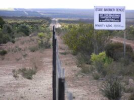 rabbit proof fence