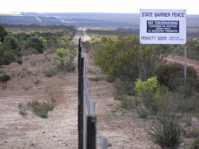 rabbit proof fence