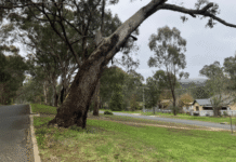 Tree removal works at Melbourne Road, Yea