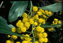September 1, 1992: Today is Australia’s “National Wattle Day” golden wattle
