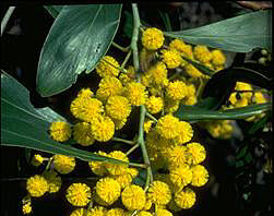 golden wattle