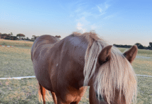 Appeal for information after pet horse shot dead