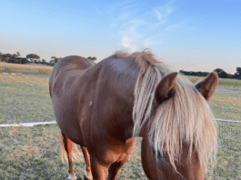 Appeal for information after pet horse shot dead