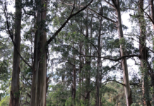 New areas added to Brataualung Forest Park