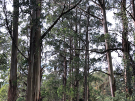 New areas added to Brataualung Forest Park