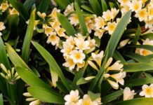 Delight for green thumbs