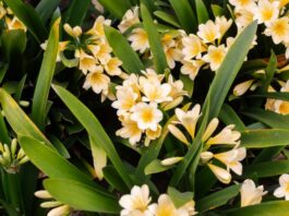 Delight for green thumbs