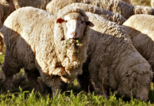 October 4, 1797: The first flock of Spanish Merino sheep arrive in Sydney merino sheep