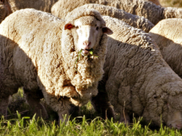 October 4, 1797: The first flock of Spanish Merino sheep arrive in Sydney merino sheep