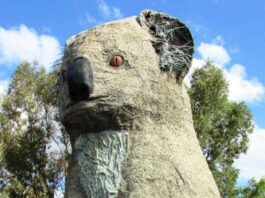 October 10, 2009: The Giant Koala at Dadswells Bridge in Victoria is renamed ‘Sam’ in honour of bushfire victim Sam the koala sam the koala monument dadwells bridge