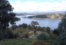 Native forest restoration continues at Delatite Arm Reserve