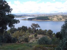 Native forest restoration continues at Delatite Arm Reserve