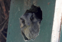 Give local birds a helping hand Australian Owlet-nightjar bird