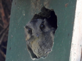 Give local birds a helping hand Australian Owlet-nightjar bird