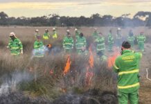 Reviving butterfly habitat through cultural burning