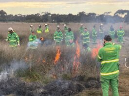 Reviving butterfly habitat through cultural burning