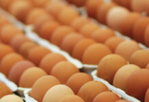 ACCC takes major Australian egg suppliers to court eggs