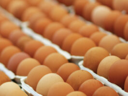 ACCC takes major Australian egg suppliers to court eggs