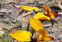 Anglesea fuel breaks become a tourist attraction Wall Flower Orchid