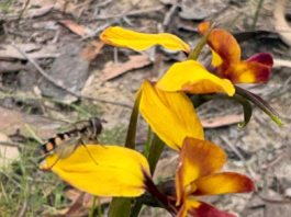 Anglesea fuel breaks become a tourist attraction Wall Flower Orchid