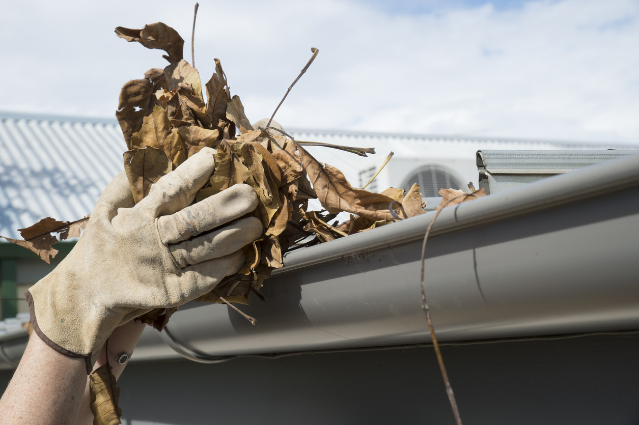 Close up of hand holding leaves leaf litter gutter cleaning fire season