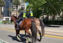 Tarzan and Zac ride into retirement