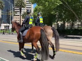 Tarzan and Zac ride into retirement