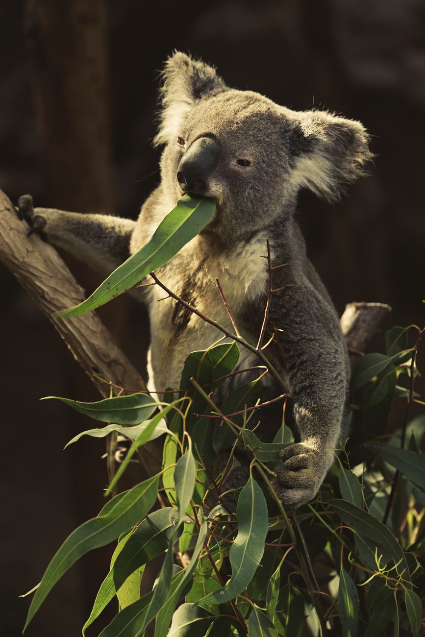 a koala eating eucalyptus leaves