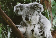 Koala habitat restoration effort boosted by 2,000 trees koala sitting on a branch