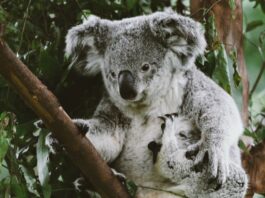 Koala habitat restoration effort boosted by 2,000 trees koala sitting on a branch