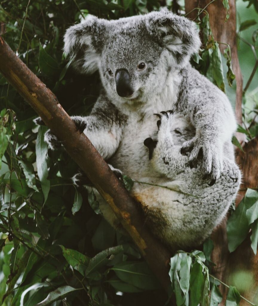 Spring Melbourne Trees Koala habitat restoration effort boosted by 2,000 trees - VicNews