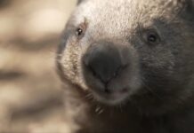 Nillumbik Shire suspends rabbit management programs wombat