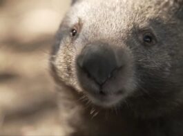 wombat