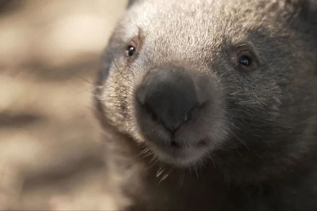 wombat wombat